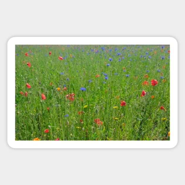 Summer splendour wild flower garden Sticker by stevepaint